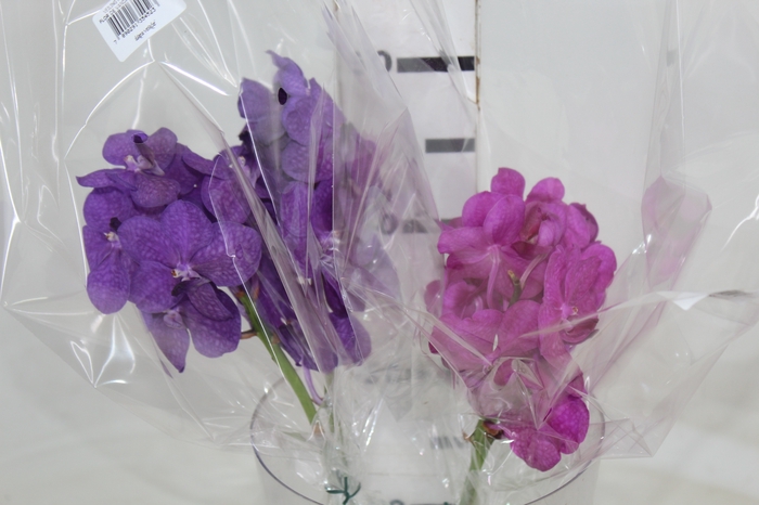 <h4>FLOR DE VANDA VARIADO</h4>