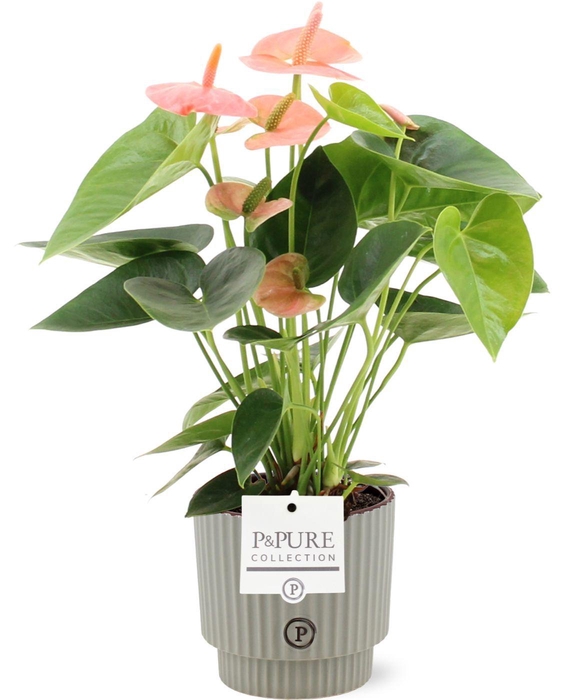 <h4>Anthurium 12 cm Spirit in Pure Ivy ceramics</h4>