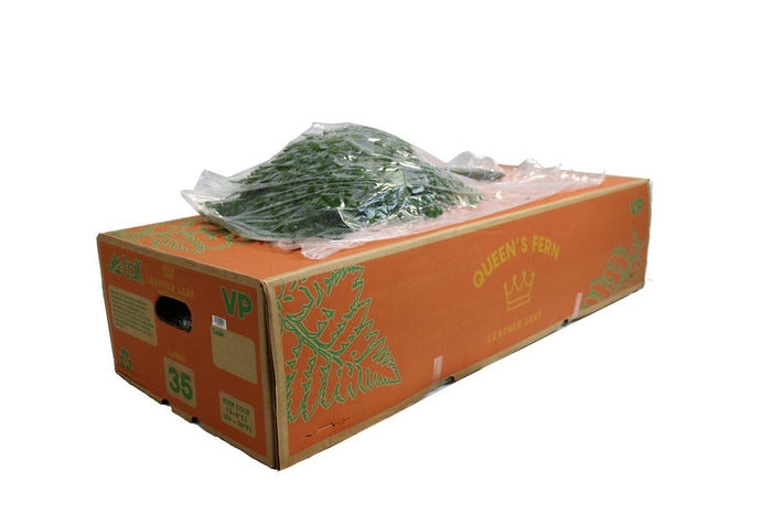 <h4>Lederv. Large V P Queens</h4>