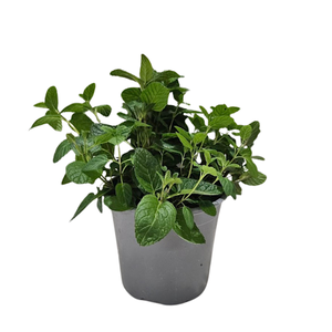 Mentha spicata