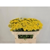 Achillea Moonshine