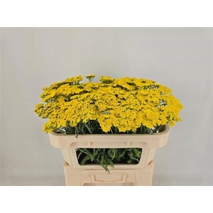 Achillea Moonshine