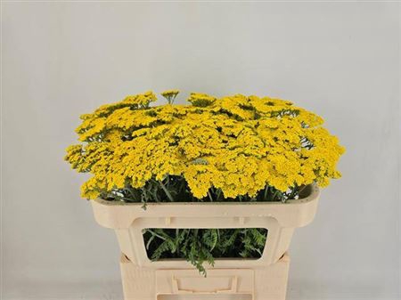 <h4>Achillea Moonshine</h4>