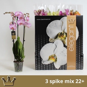 PHAL GEM 7 KL