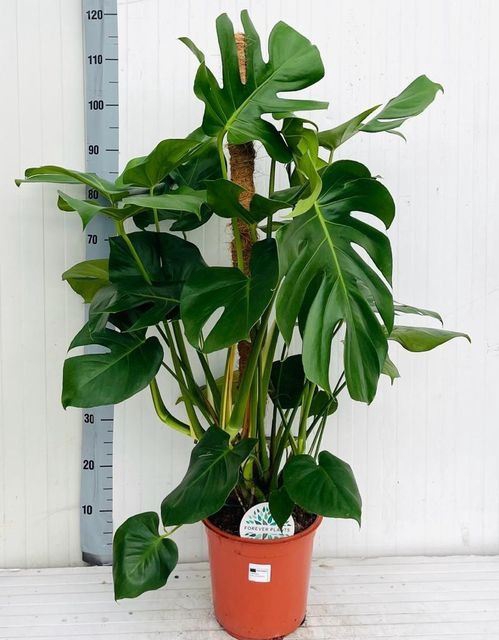 <h4>Monstera delic.</h4>