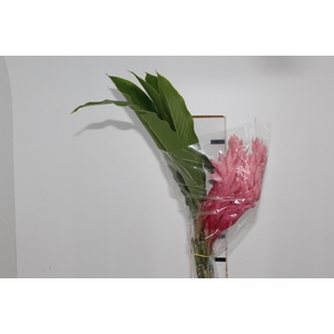 ALPINIA PURPURATA ROSA