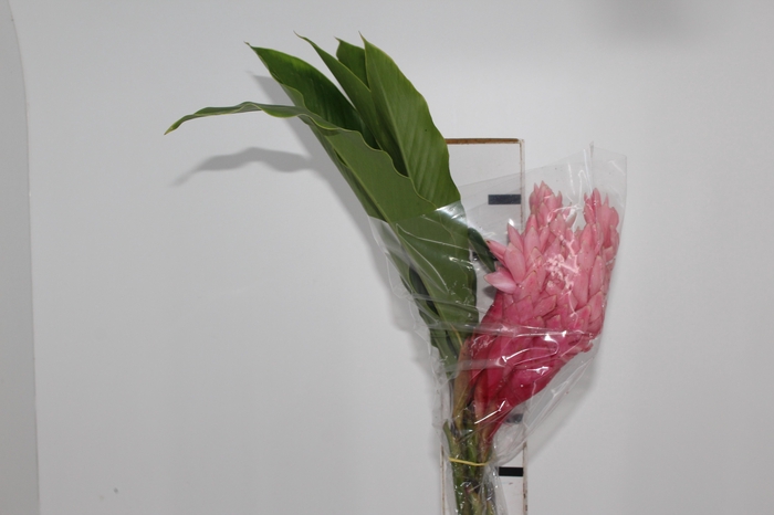 <h4>ALPINIA PURPURATA ROSA</h4>