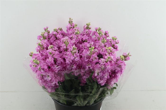 <h4>Matth.. Iron Pink</h4>