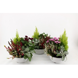 PERKPL GEM IN POT