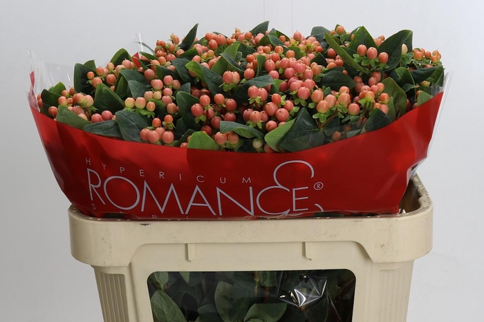 <h4>Hypericum Mellow Romance Spray</h4>