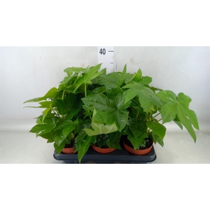 Fatsia japonica   ...