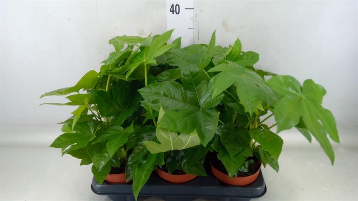 <h4>Fatsia japonica   ...</h4>