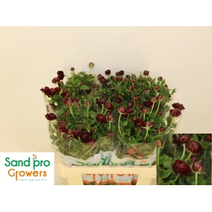 RAN CO MAG CHOCOLATE