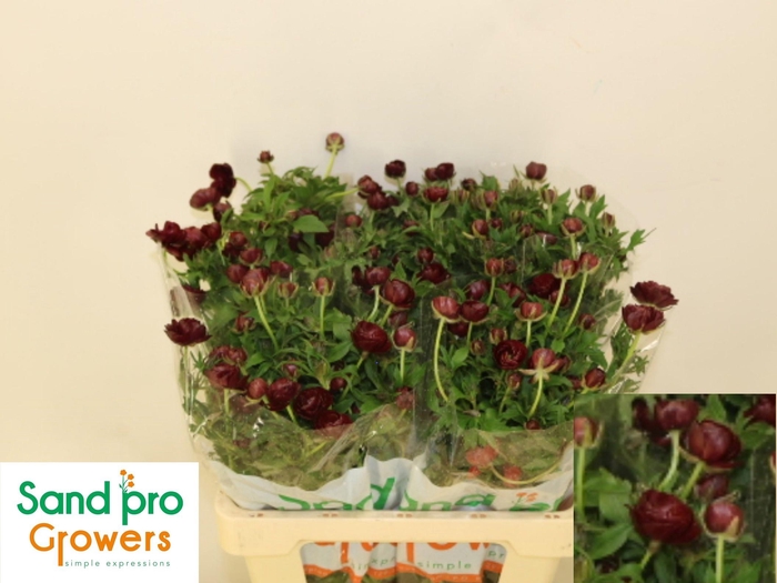 <h4>RAN CO MAG CHOCOLATE</h4>