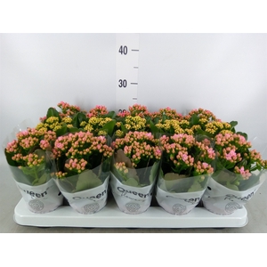 Kalanchoe blos.   ..rosebud mix  3
