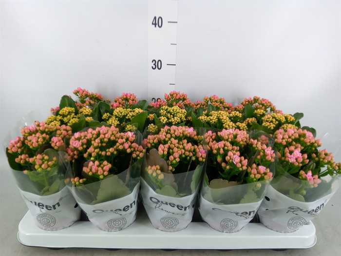 <h4>Kalanchoe blos.   ..rosebud mix  3</h4>