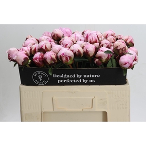 Paeonia Lact. Reine Hortense