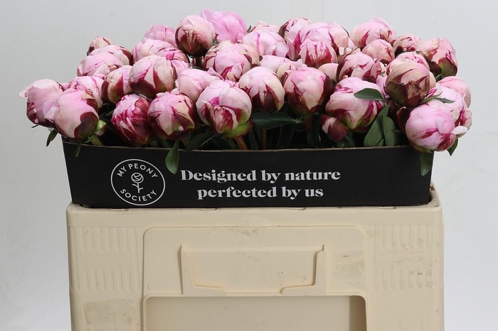 <h4>Paeonia Lact. Reine Hortense</h4>