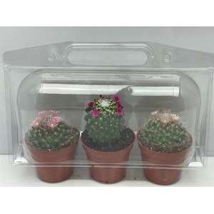 Cactus gemengd