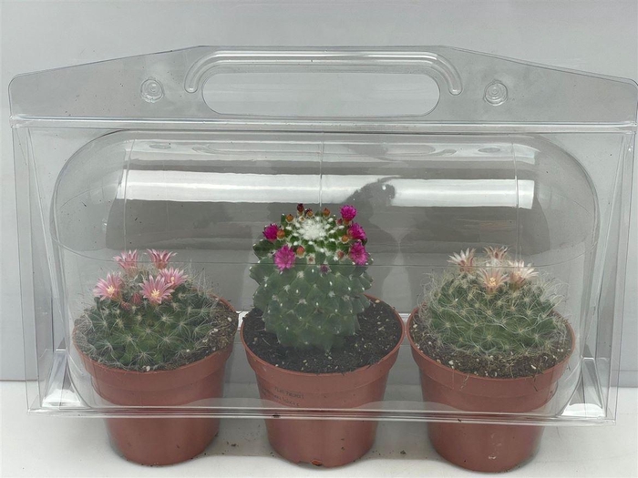 <h4>Cactus gemengd</h4>