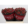 Hypericum True Romance