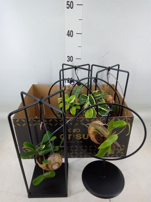 <h4>Hoya   ...mix</h4>