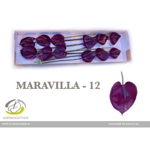 ANTH A MARAVILLA 12