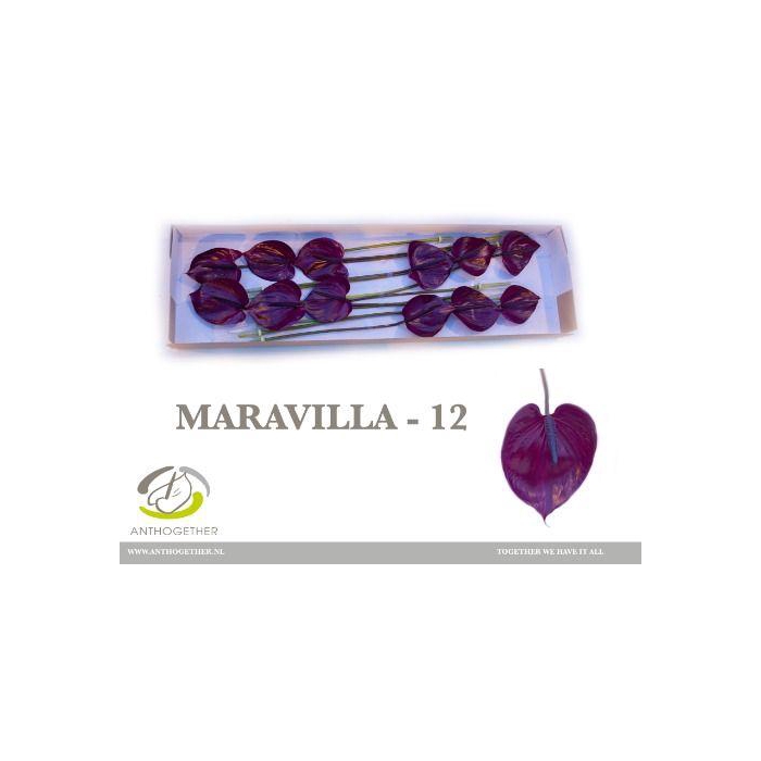 <h4>Anth A Maravilla</h4>