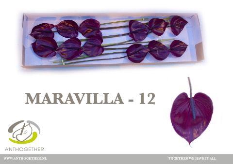 <h4>ANTH A MARAVILLA</h4>