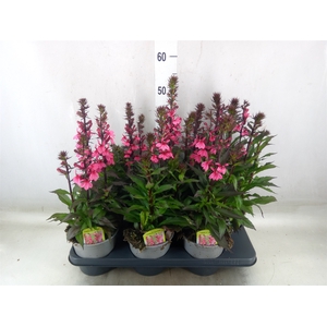 Lobelia speciosa 'Fan Cinnaba Rose'