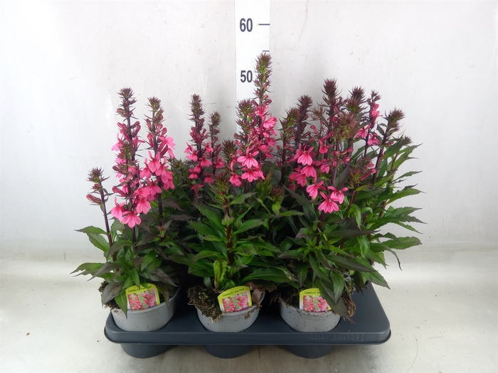 <h4>Lobelia speciosa 'Fan Cinnaba Rose'</h4>