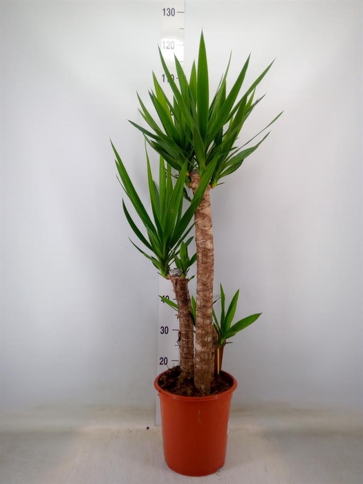 <h4>Yucca   ...</h4>