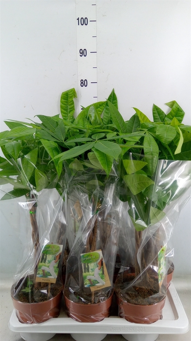 <h4>Pachira aquatica</h4>