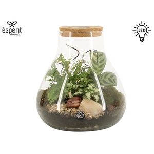 90909: Terrarium arrangement