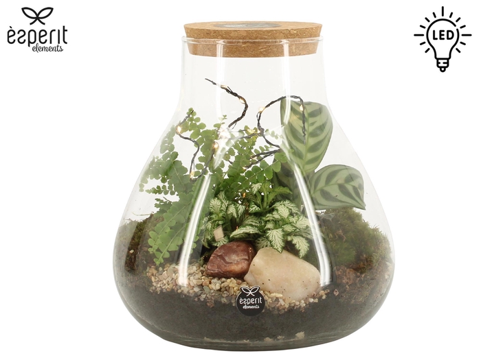 <h4>90909: Terrarium arrangement</h4>