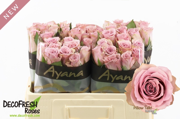 <h4>R Gr Pillow Talk Ayana</h4>