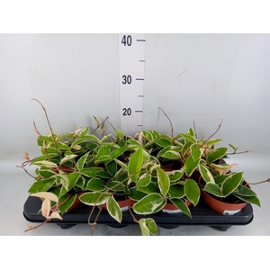 Hoya carnosa 'Krimson Queen'