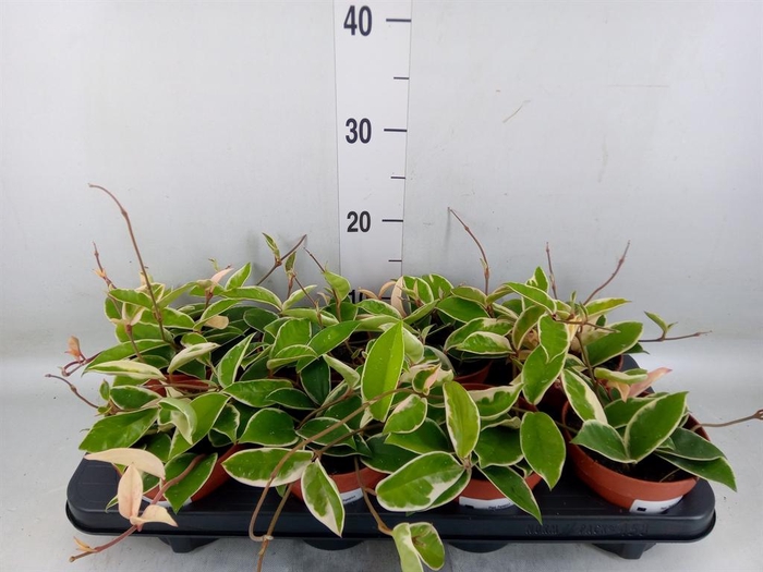 <h4>Hoya carnosa 'Krimson Queen'</h4>