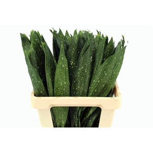 Aspidistra Milky Way