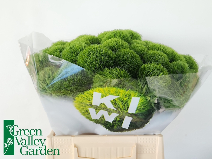 <h4>DI BARB KIWI MELLOW</h4>