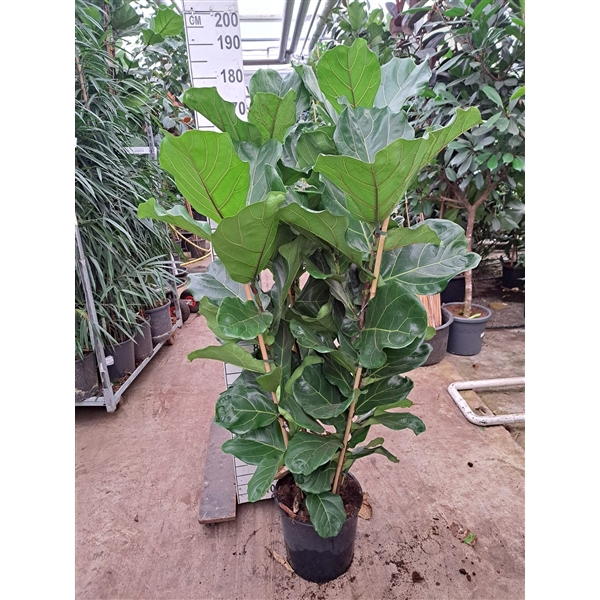 <h4>Ficus Lyrata toef 180</h4>