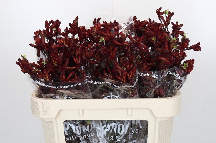 <h4>Anigozanthos Early Spring Indoor</h4>