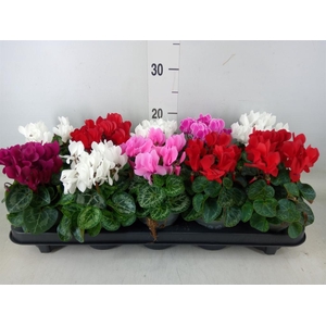 Cyclamen KL 'Verano'