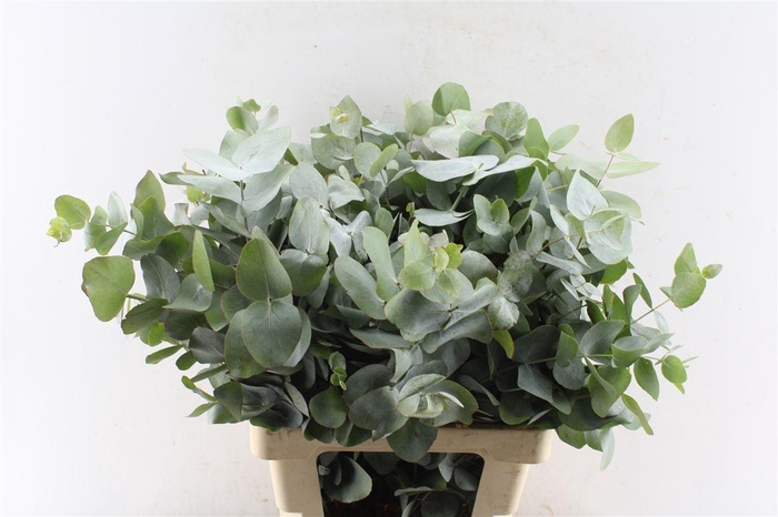 <h4>Euca Cinerea Per Stem</h4>