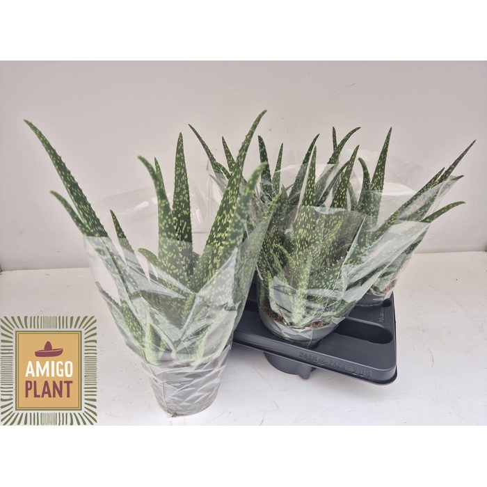 <h4>ALOE VERA</h4>