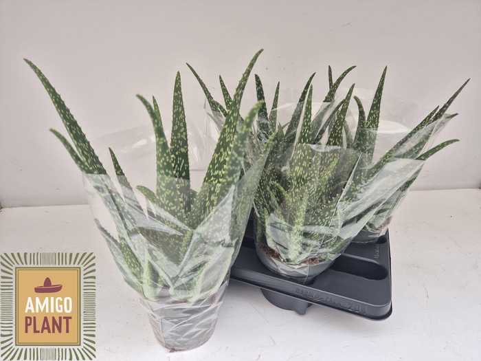 <h4>ALOE VERA</h4>