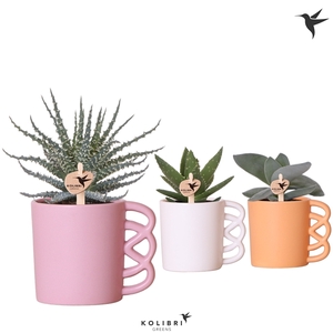 Kolibri Greens Succulenten mix in Happy Mug pot mix