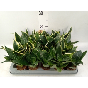 Sansevieria trifa. 'Hahnii'