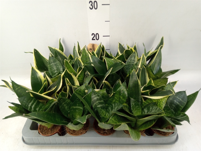 <h4>Sansevieria trifa. 'Hahnii'</h4>