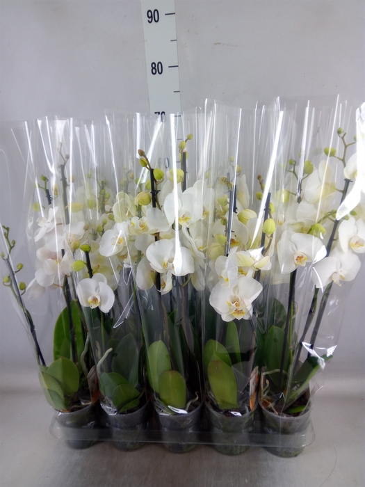 <h4>Phalaenopsis   ...</h4>